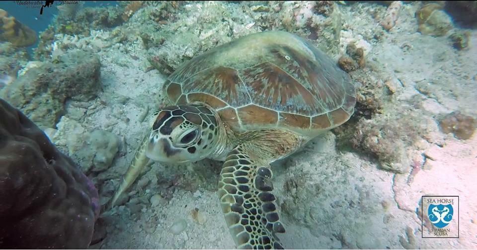 Sipadan Micro Dive Mabul Island Bagian luar foto