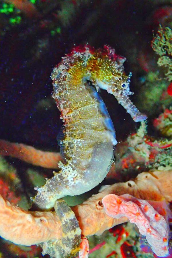 Sipadan Micro Dive Mabul Island Bagian luar foto